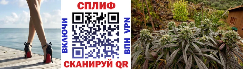 Канабис конопля Шилка